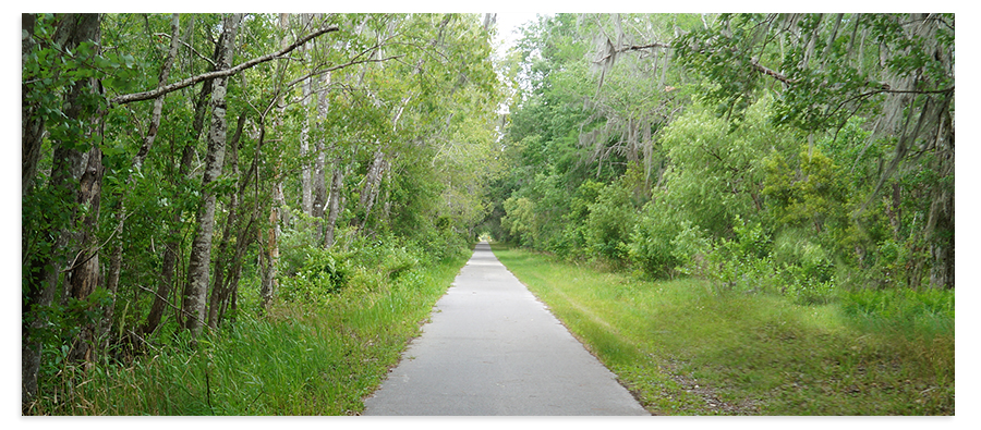 paved path through green forest