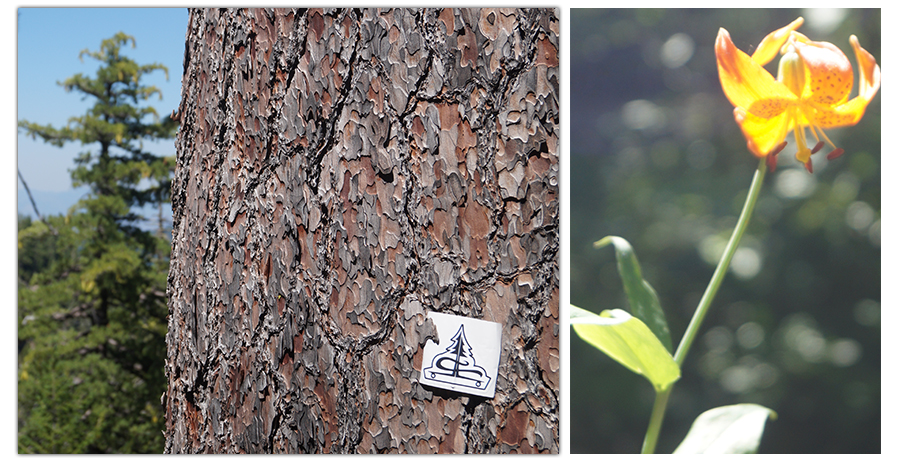 tree bark and a flower