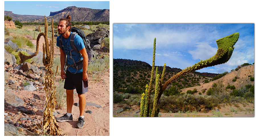 unique desert plant in diablo canyon