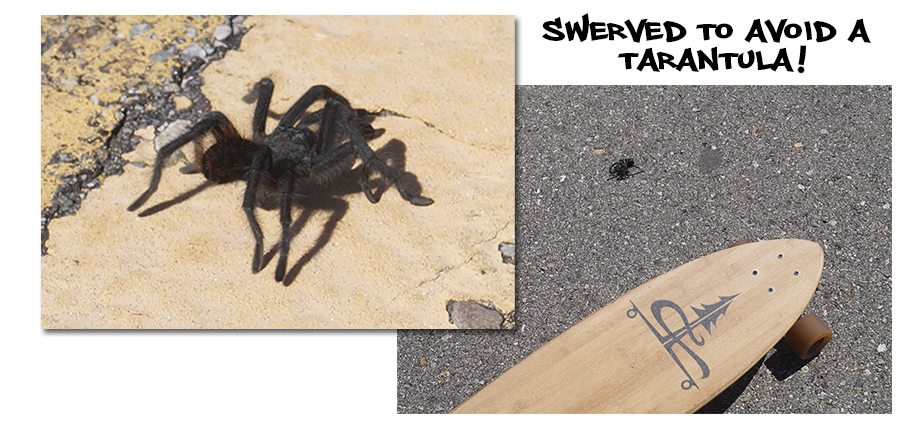 tarantula on longboarding loop