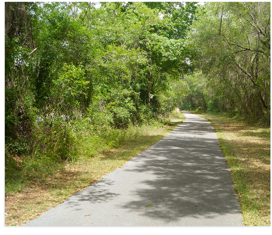 longboarding path through florida trees