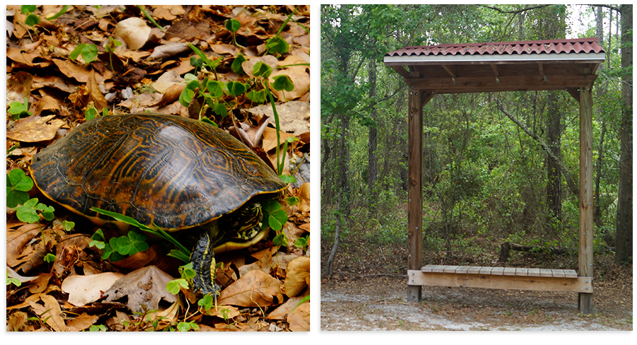a turtle and a bench we found on prarie creek preserve path
