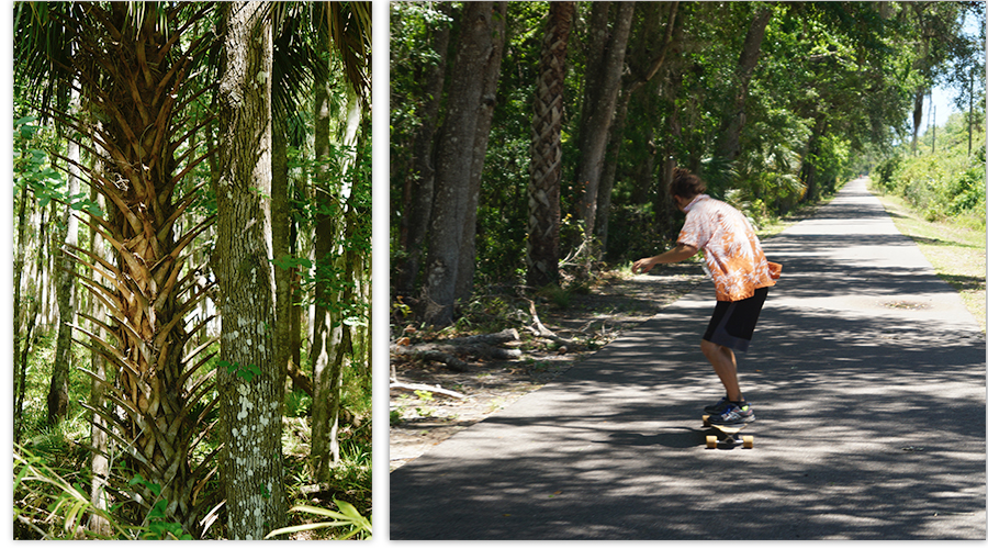 cool plant and longboarder on the lehigh rails to trails path