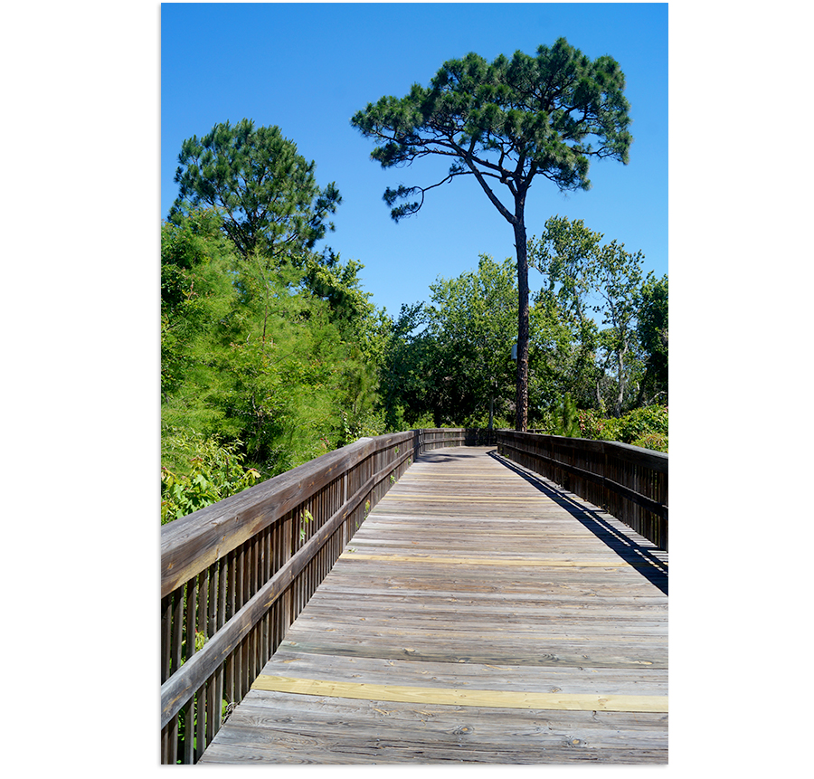 wood boardwalk leading into the jungle