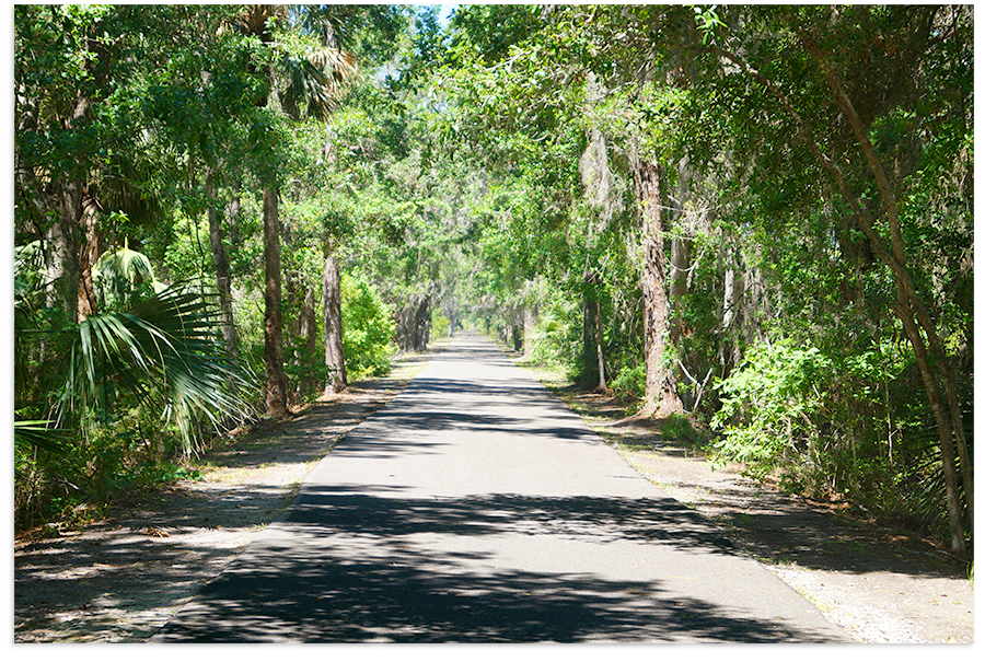 paved path through the beautiful florida jungle