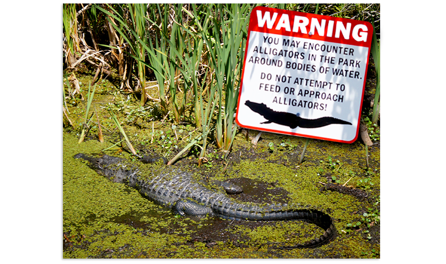 alligator that we saw on the lehigh rails to trails path