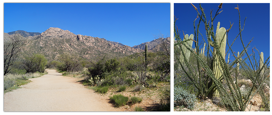 beginning of the trail to romero pools