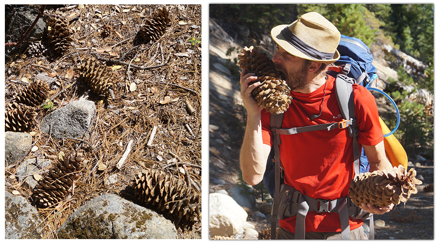 huge sugar pine pinecones on the trail to paynes and albert lakes