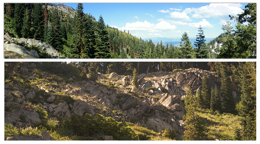 conifers and boulders on the trail to paynes and albert lakes