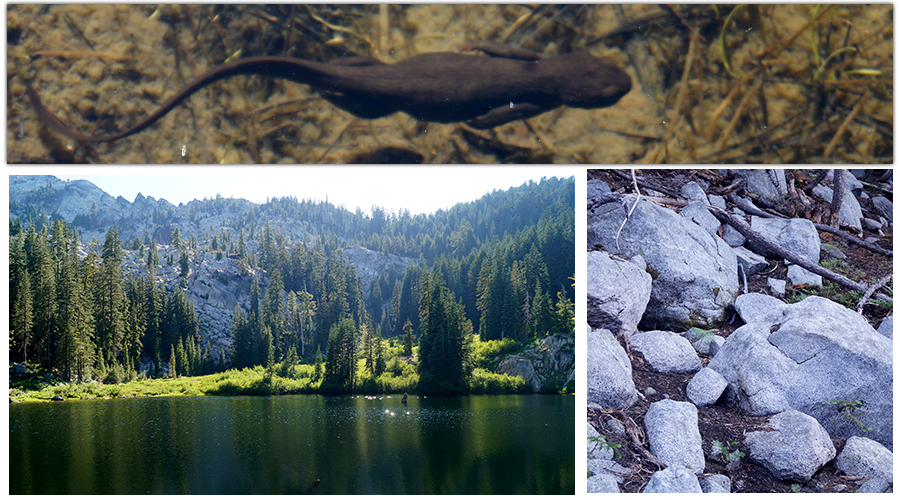 gorgeous scenery and newts at albert lake