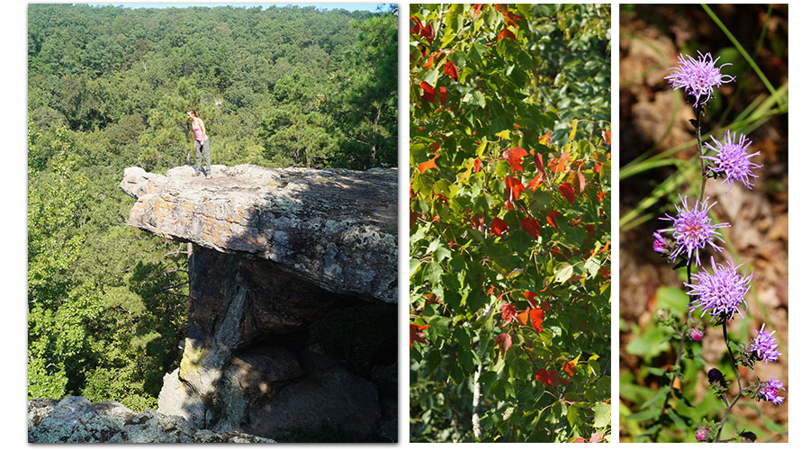 geology and flora at pedestal rocks