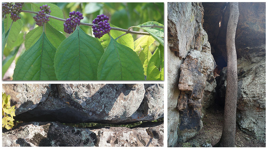 beauty found on the trails at pedestal rocks