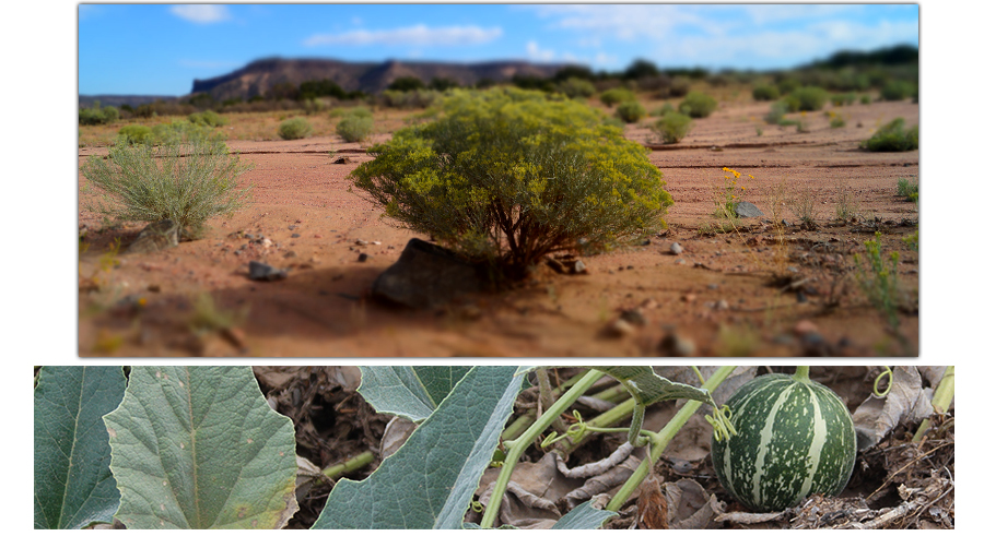 vegetation found on our walk through the canyon