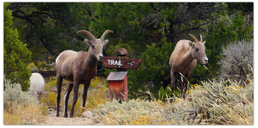 mountain goats chewing on a trail sign