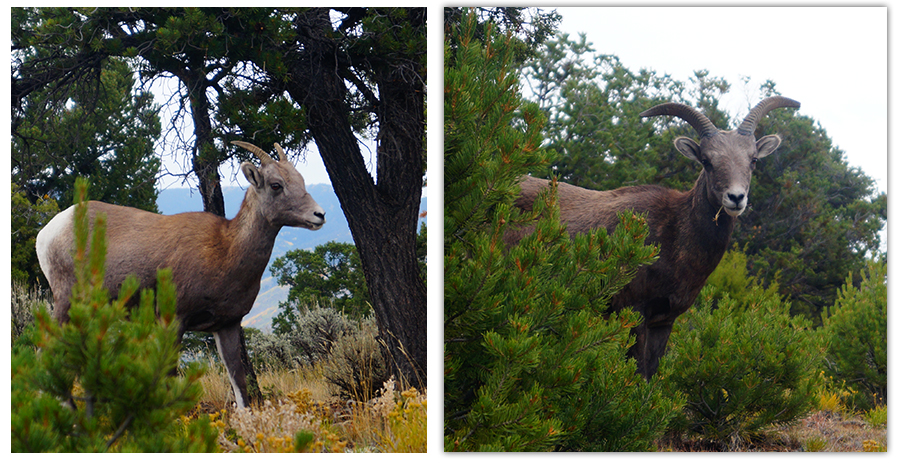 mountain goats at rio grande del norte national monument