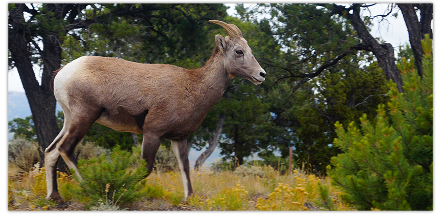 mountain goat among the trees