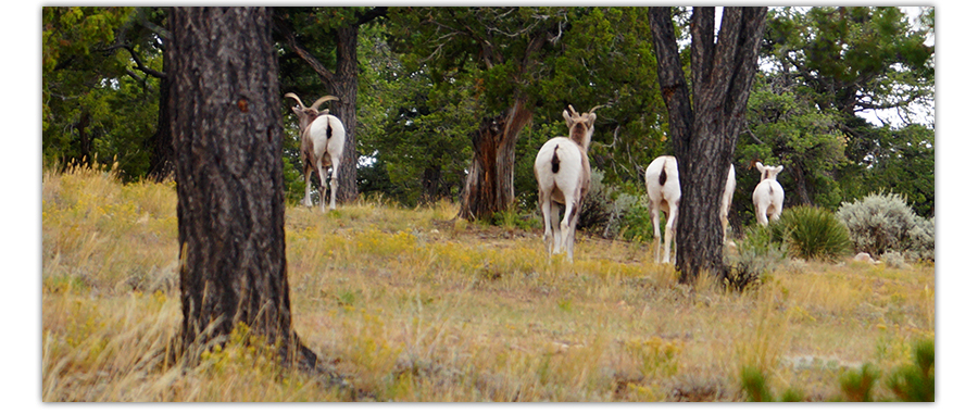 mountain goat butts