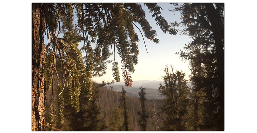 branches of bristlecone pines