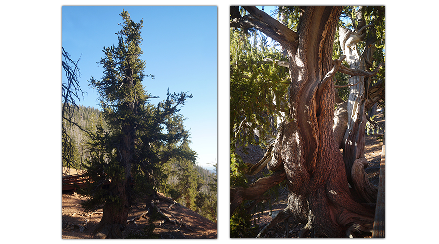 beautiful conifers on the trail