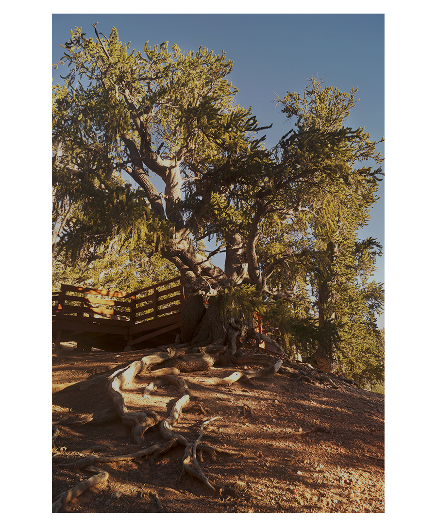 beautiful bristlecone pines and the boardwalk