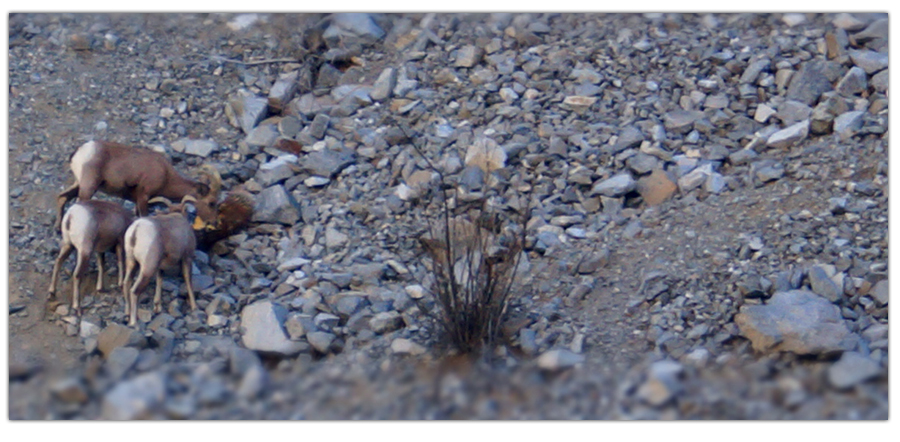 three borregos eating from a barrel cactus