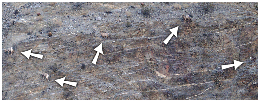 a group of borregos near quartz vein wash