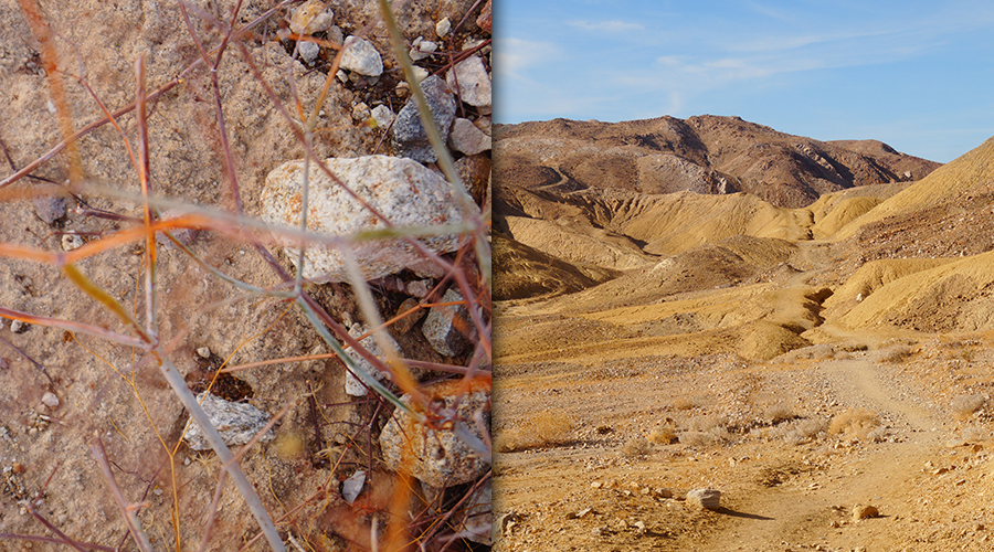 colorful plant of the desert and sandy trail