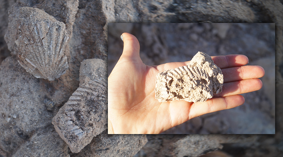 fossilized shells 