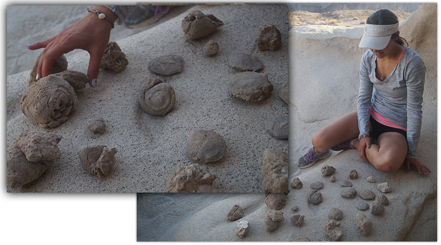 fossilized shells at the wind caves