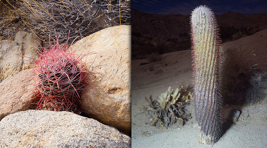 cool barrel cactus