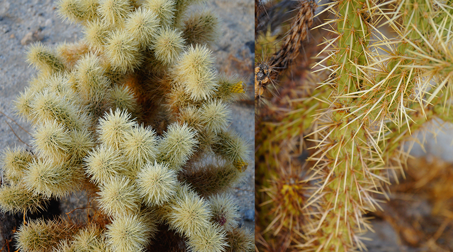 Anza Borrego cactus