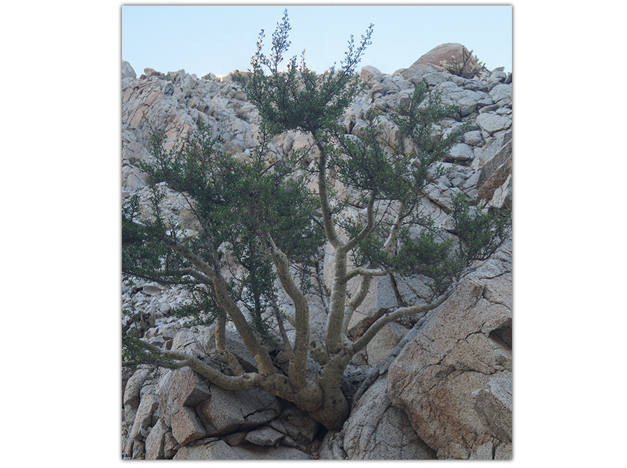 Hking in Anza Borrego to Torote Canyon Elephant Tree