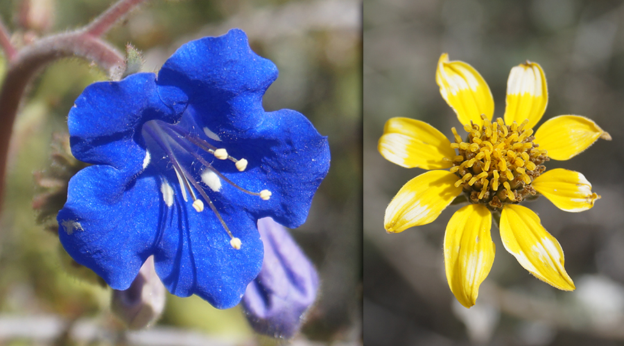 Anza Borrego wildflowers