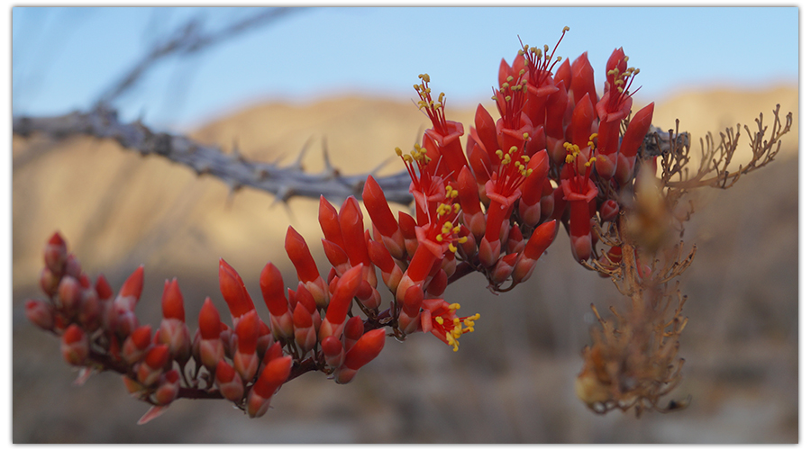 Tips of an Ocotillo in bloom