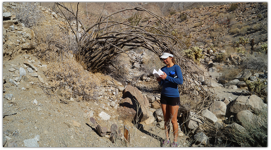 Hiking cactus loop interpretive trail