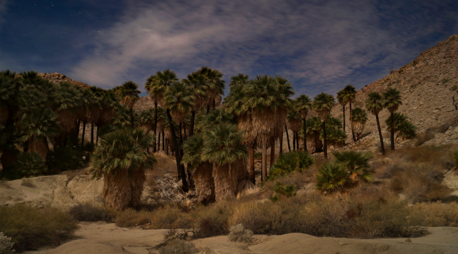 Hiking at night in Anza Borrego to a palm grove