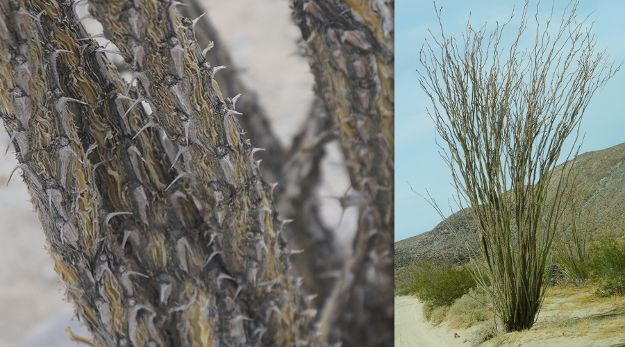 A spikey Ocotillo 