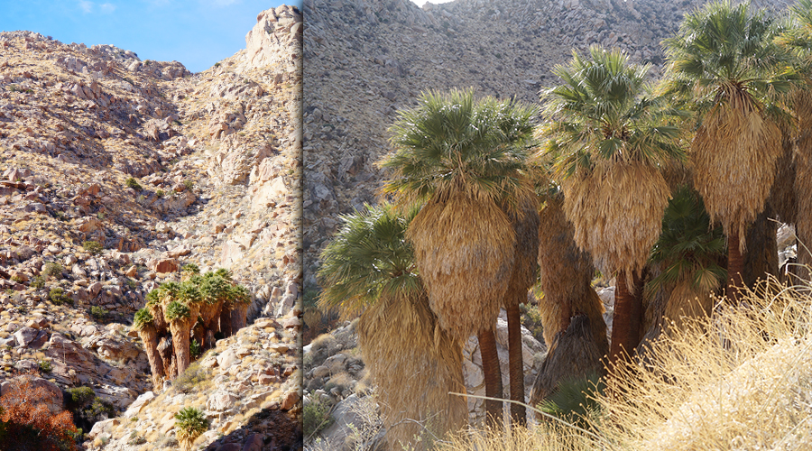 Hiking to a Palm Grove in a canyon