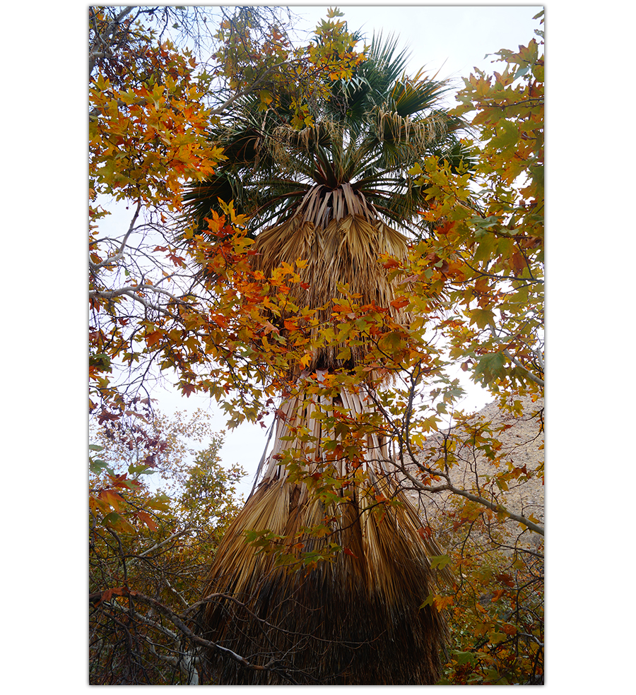 Palm tree behind fall leaves