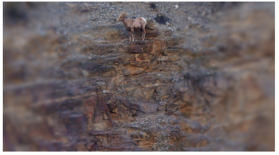 a borrego standing on a rocky canyon wall in Anza Borrego