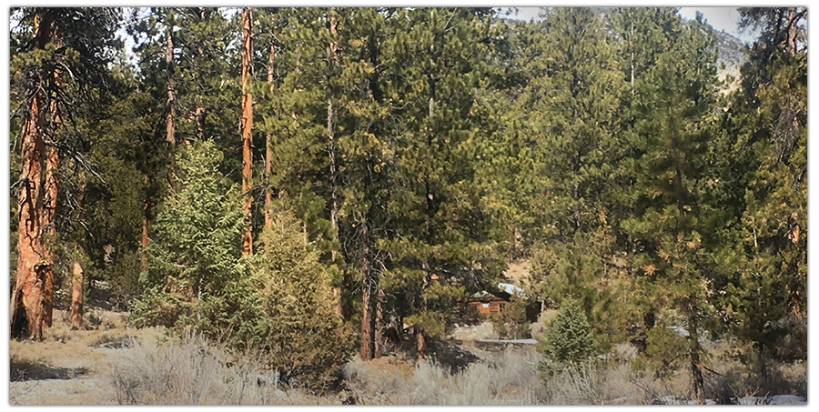 Cabin hidden in forest