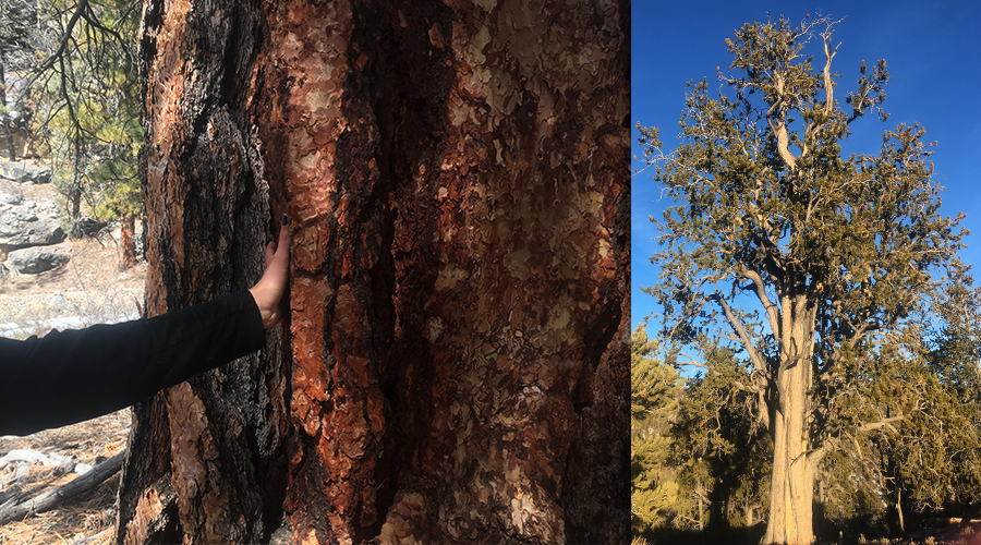 Ponderosa trees we found hiking to hayford peak