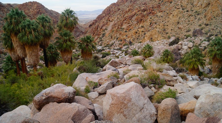 rocky canyon and palm trees at the 49 palms oasis hiking trail