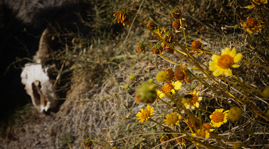 wildflowers next to a bighorn sheep skull found while hiking in joshua tree