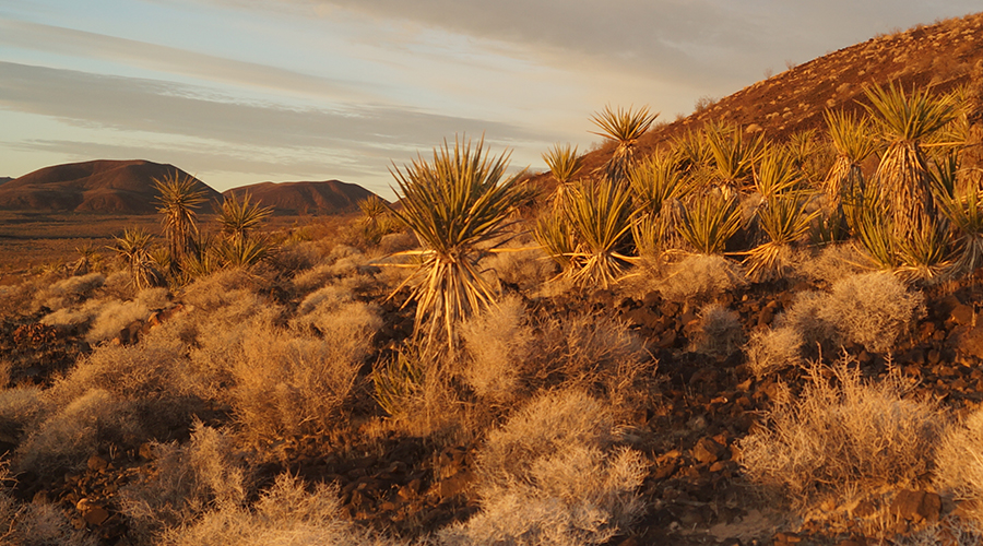 yuccas at sunset in joshua tree