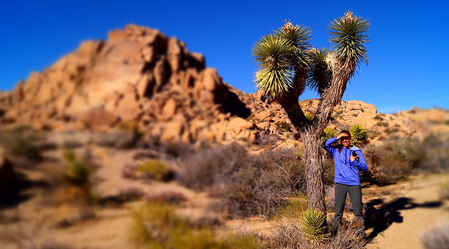 joshua tree with boulders in background