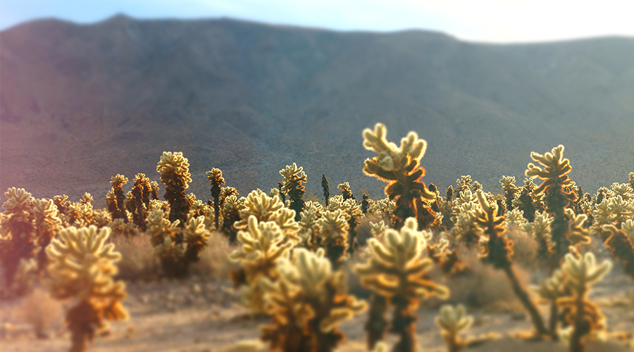 hiking cholla cactus garden joshua tree