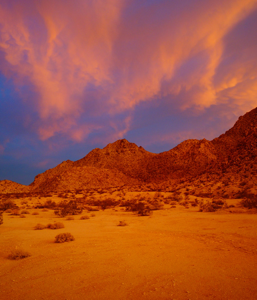 beautiful joshua tree desert sunset sky