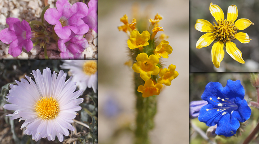 display of wildflowers found in joshua tree