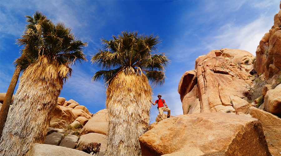 scruffy palm trees at the lost palm oasis hiking trail